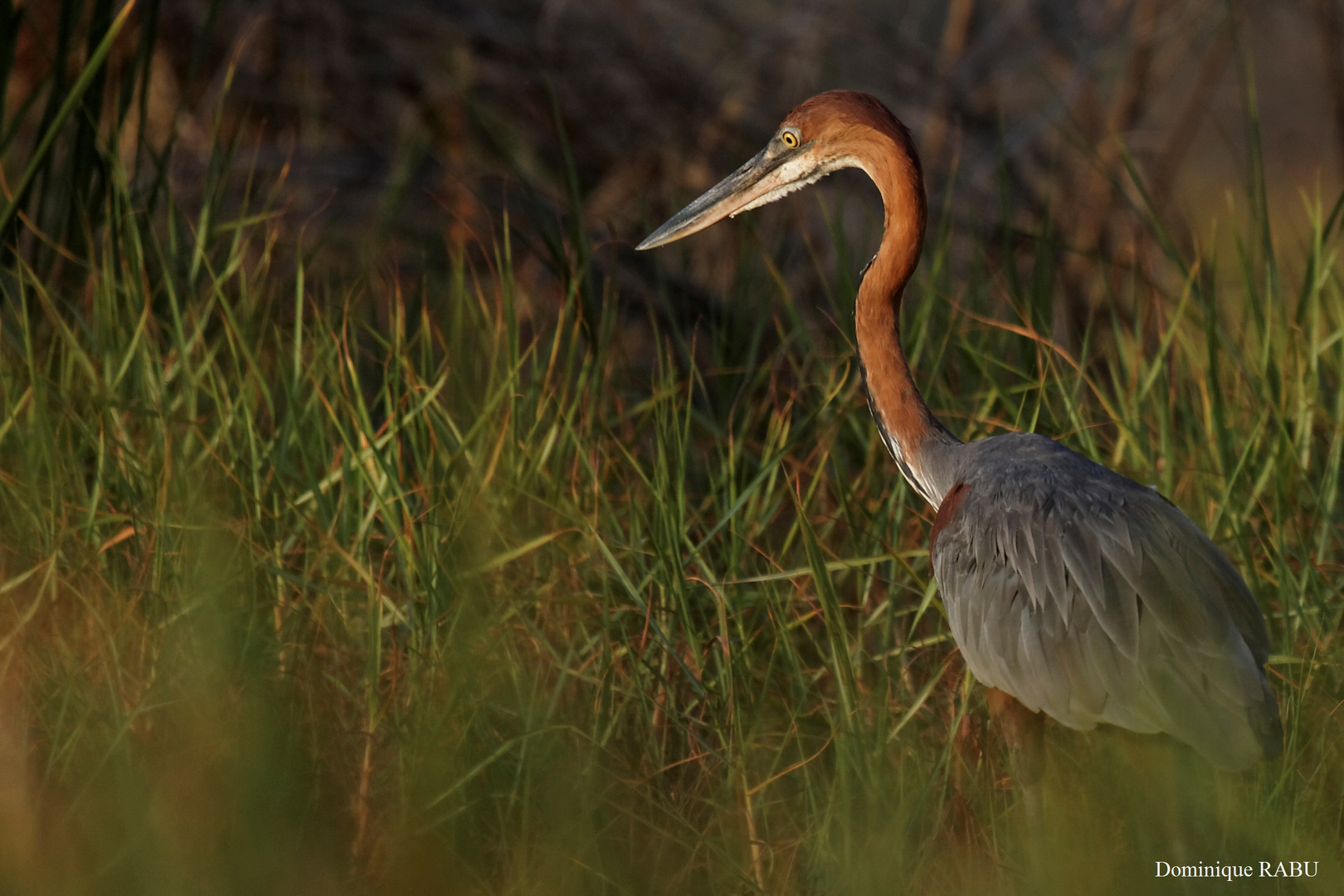 Héron goliath - Lac de Baringo - Kenya