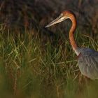 Héron goliath - Lac de Baringo - Kenya