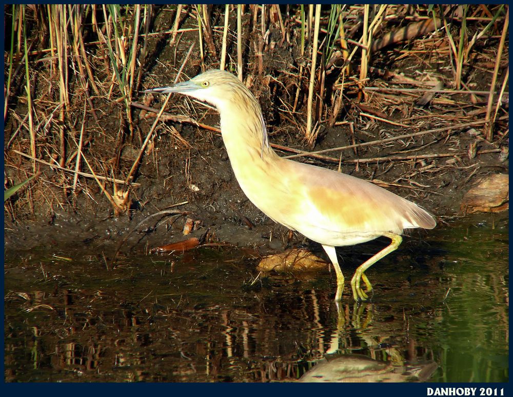 HERON GRABIER