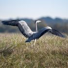 Héron gris à l'atterrissage