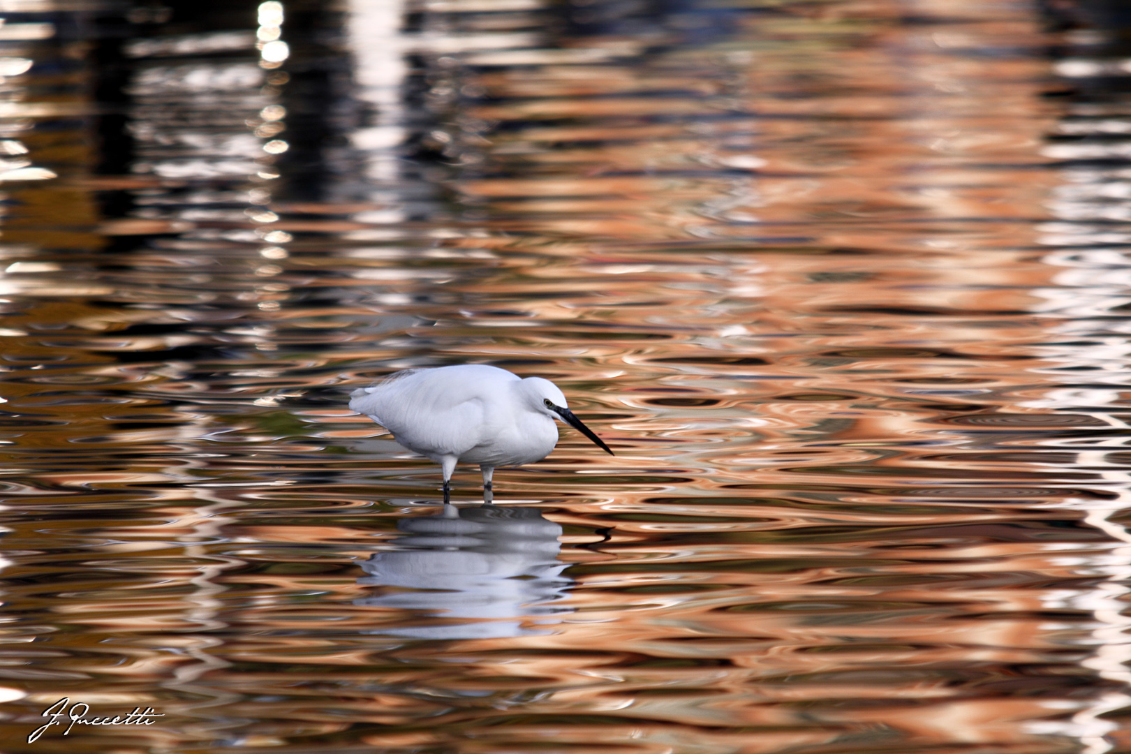 heron heron