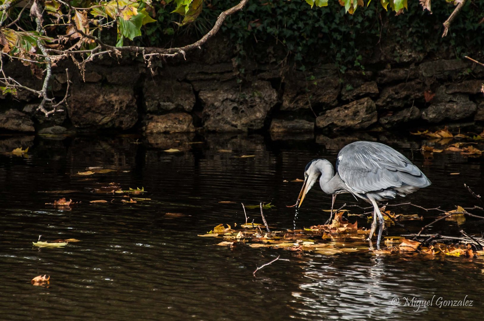 heron  heron  petit patapon