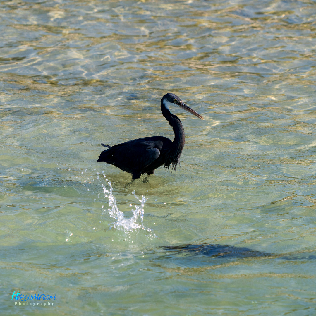 Heron in Action