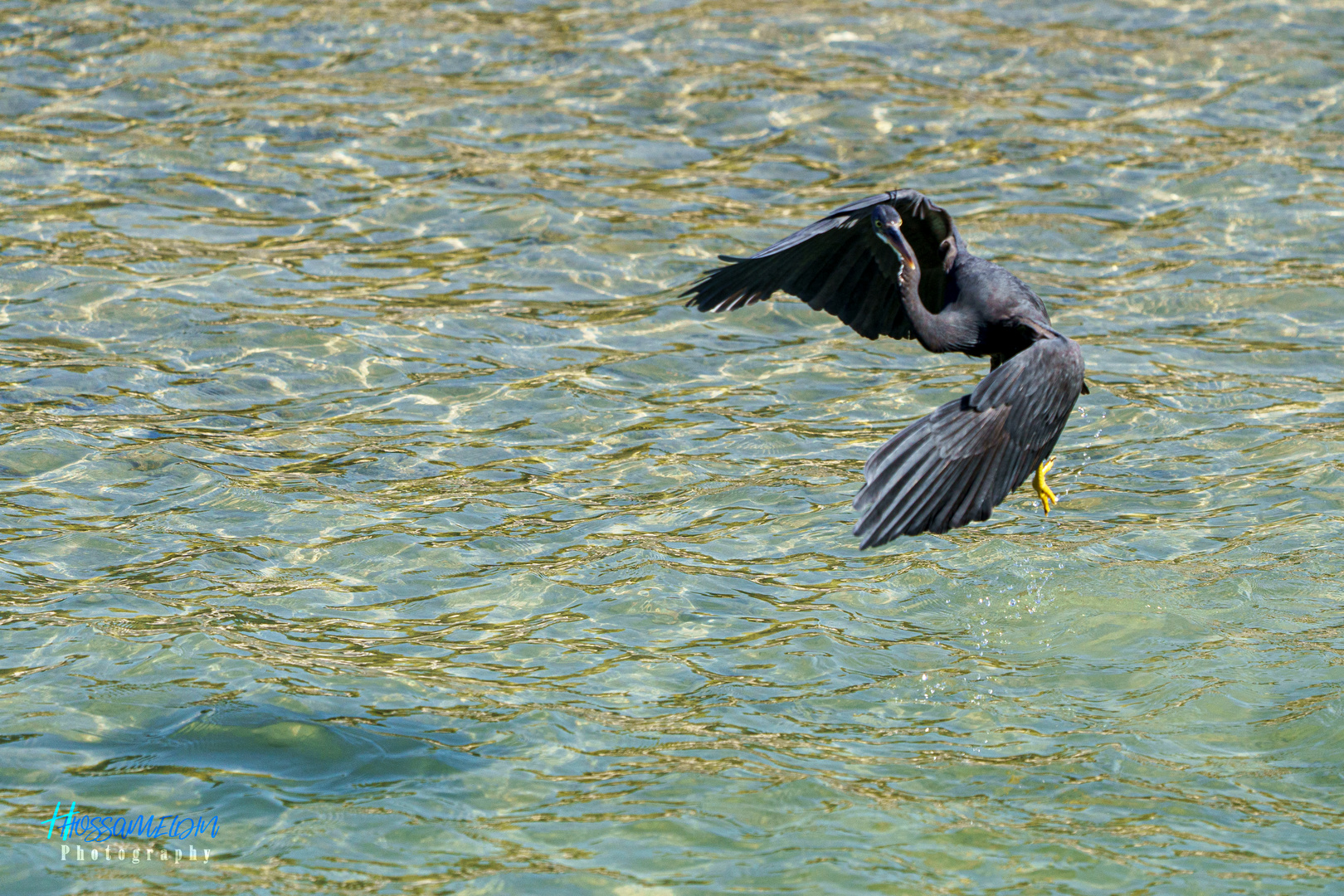 Heron in Action