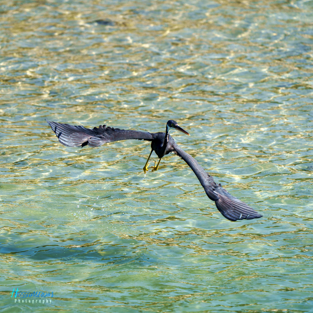 Heron in Action