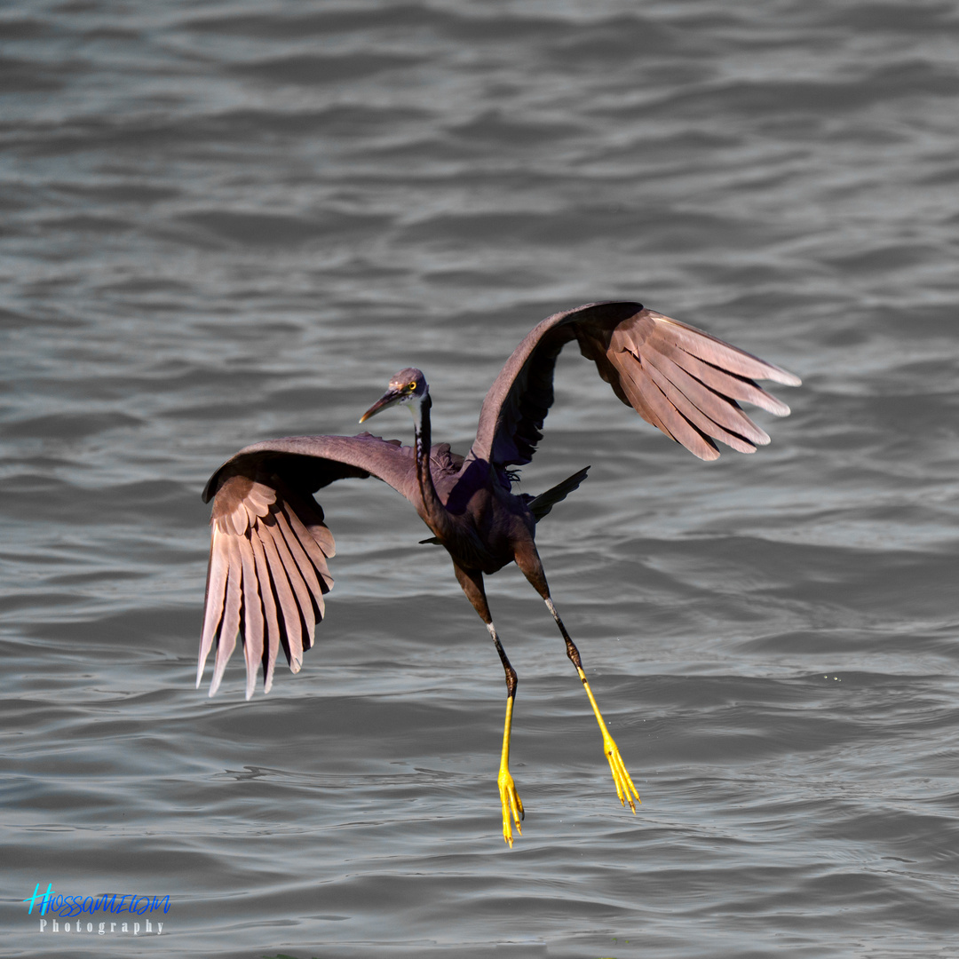 Heron in Action