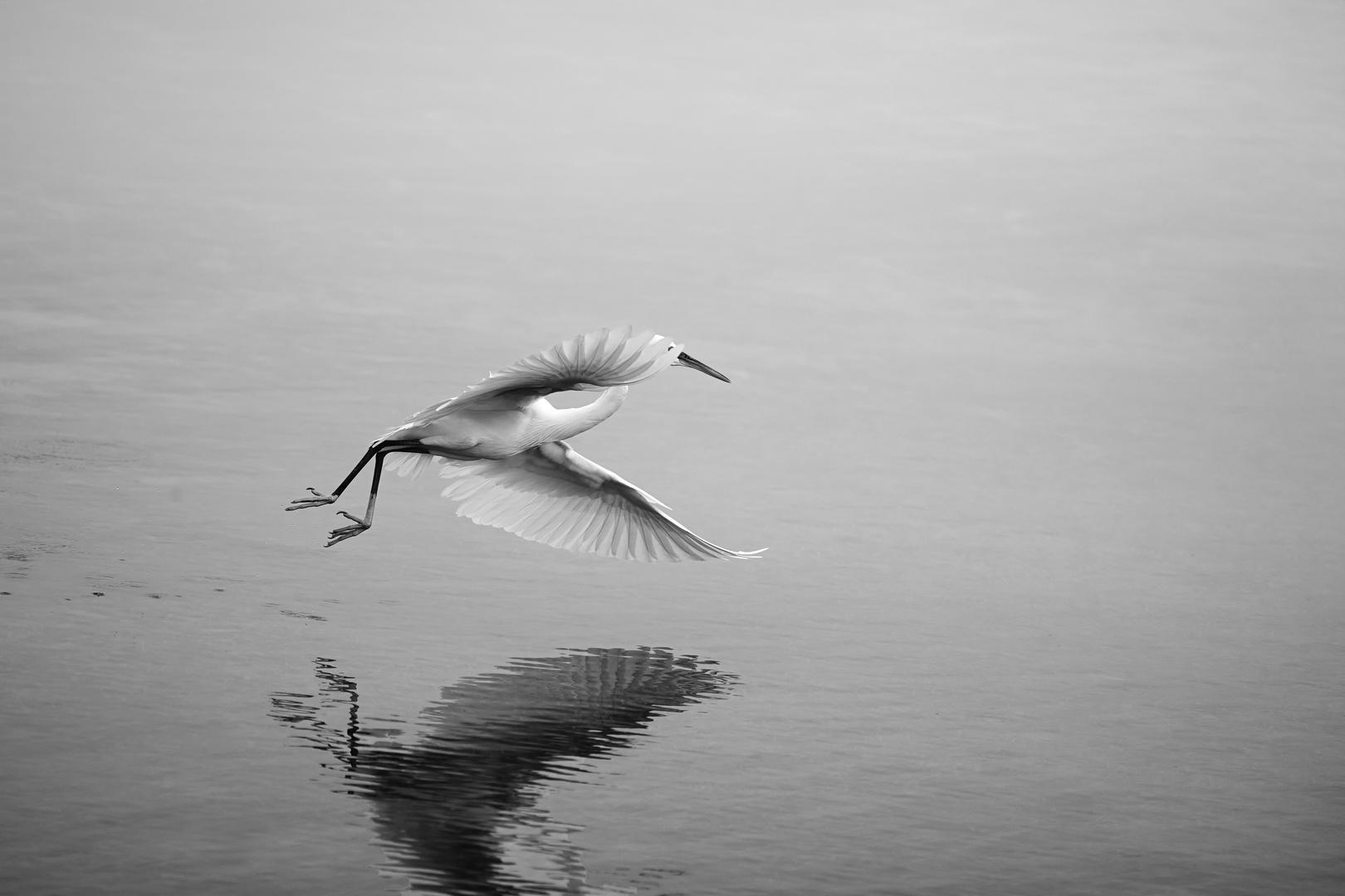 Heron in B&W