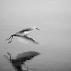 Heron in B&W