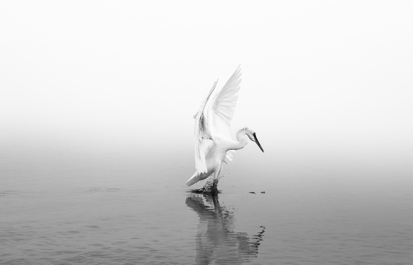 Heron in B&W