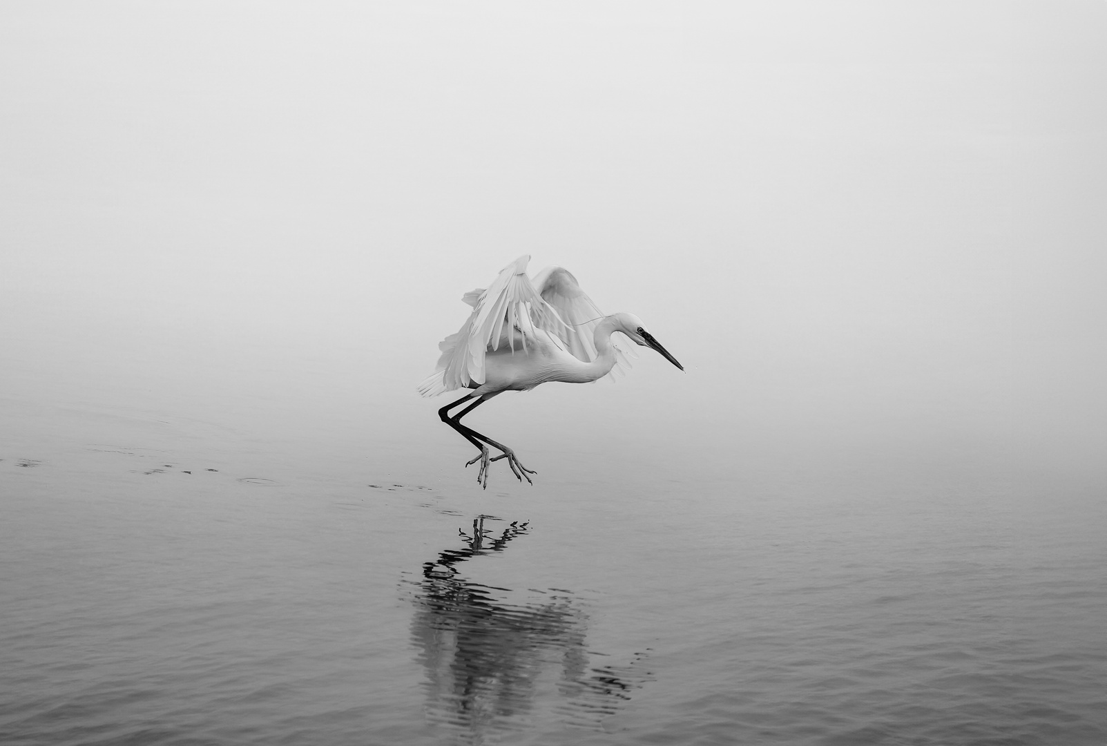 Heron in B&W