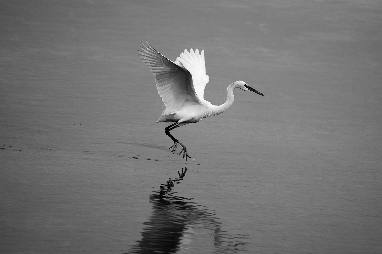 Heron in B&W