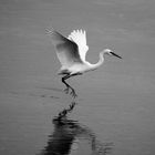 Heron in B&W