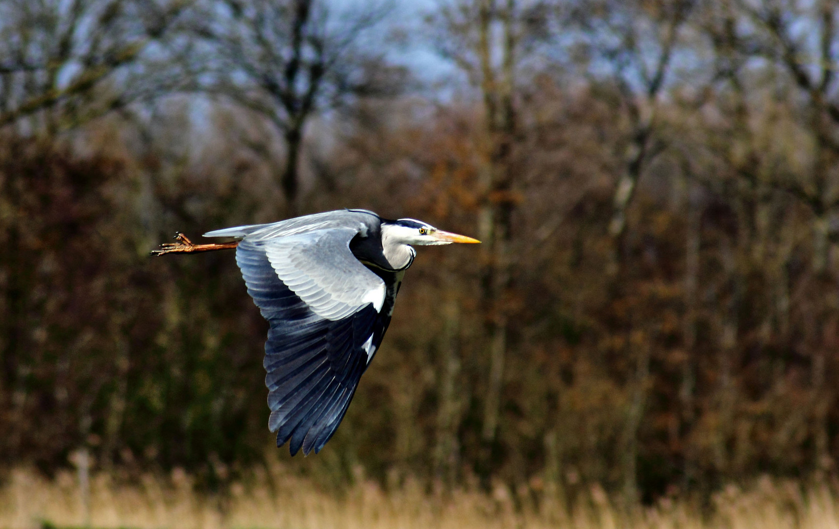 Heron in flight