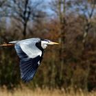 Heron in flight