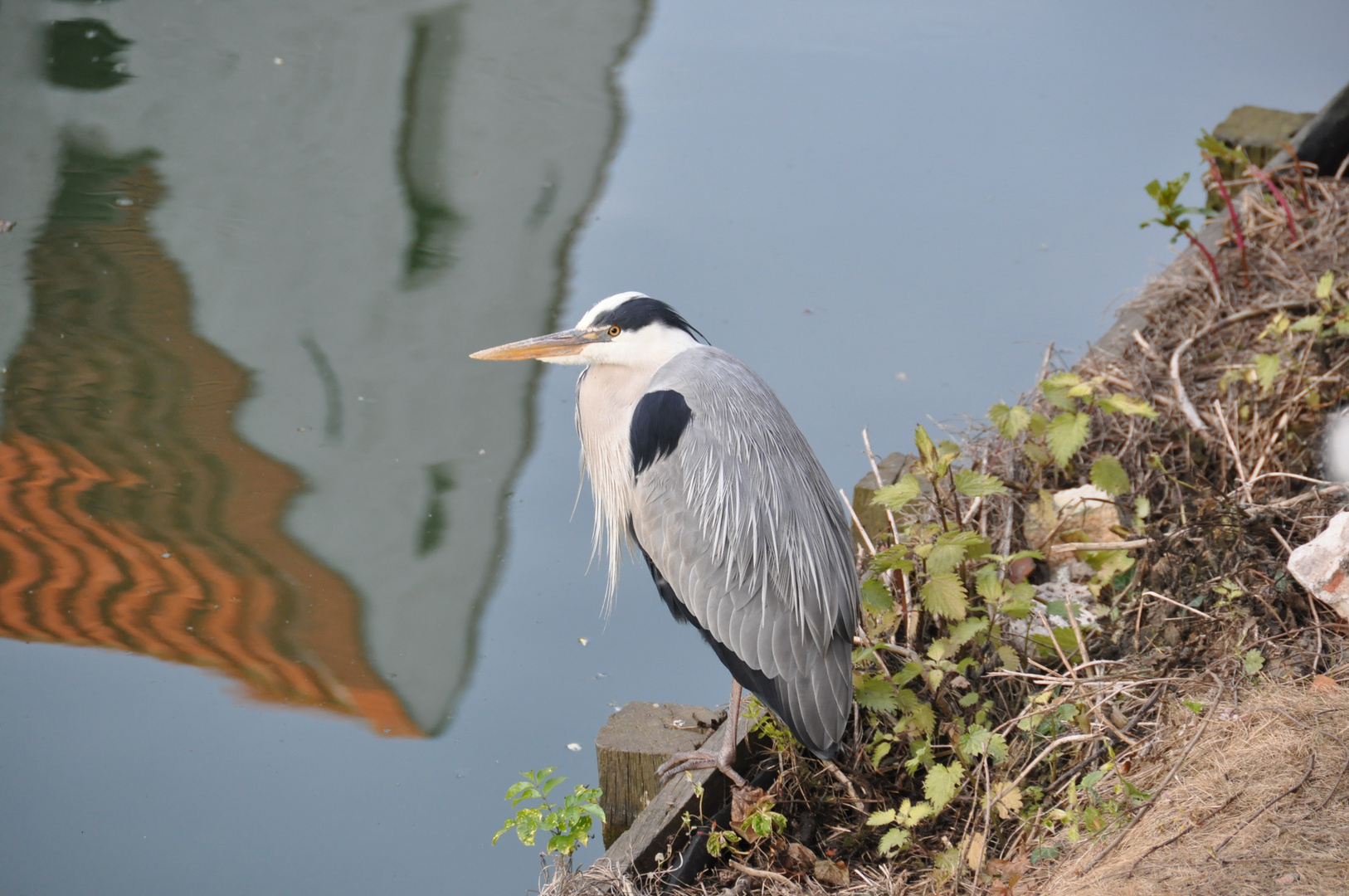 Heron in the city