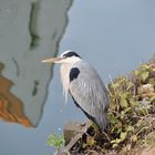 Heron in the city