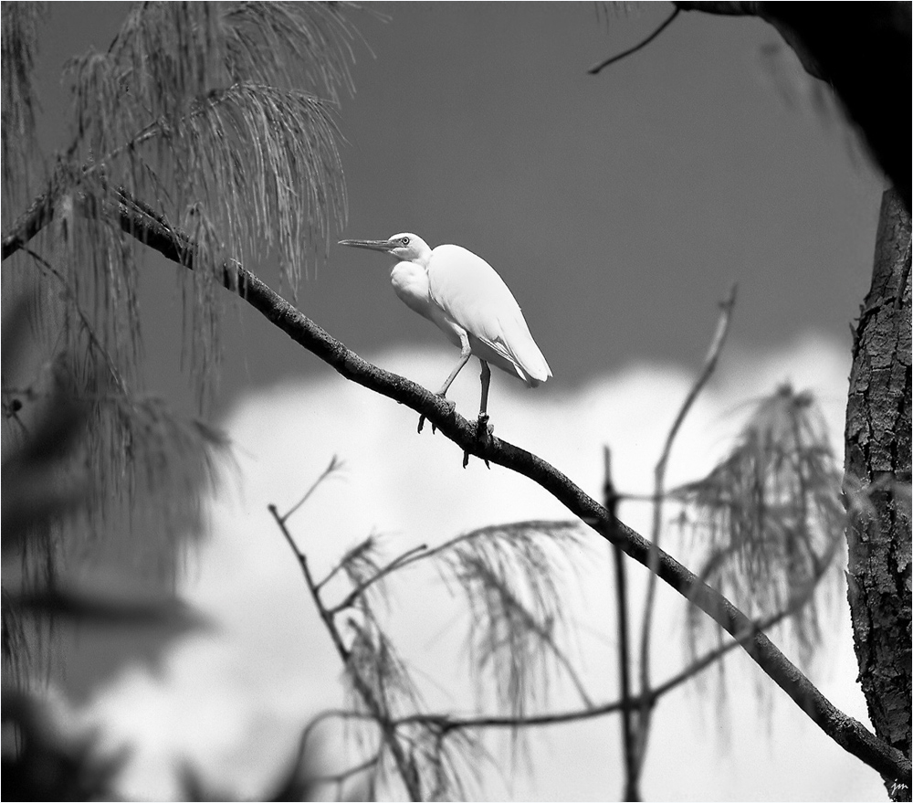 Heron Island