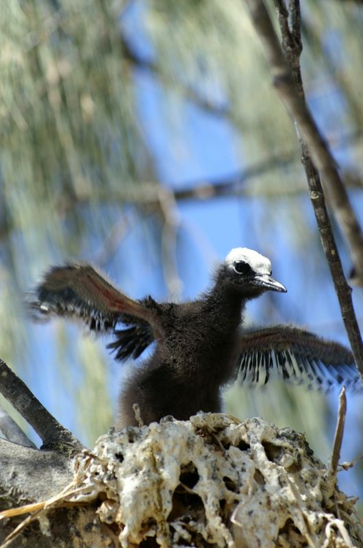 Heron Island - mein Paradies