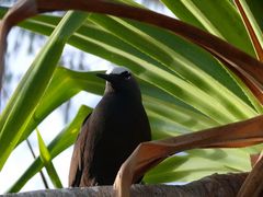 Heron Island Wildlife