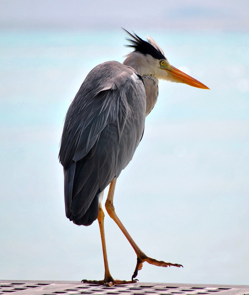 Heron Maldives