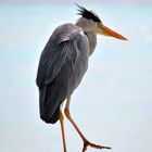 Heron Maldives