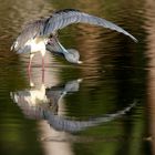 Heron mirrored