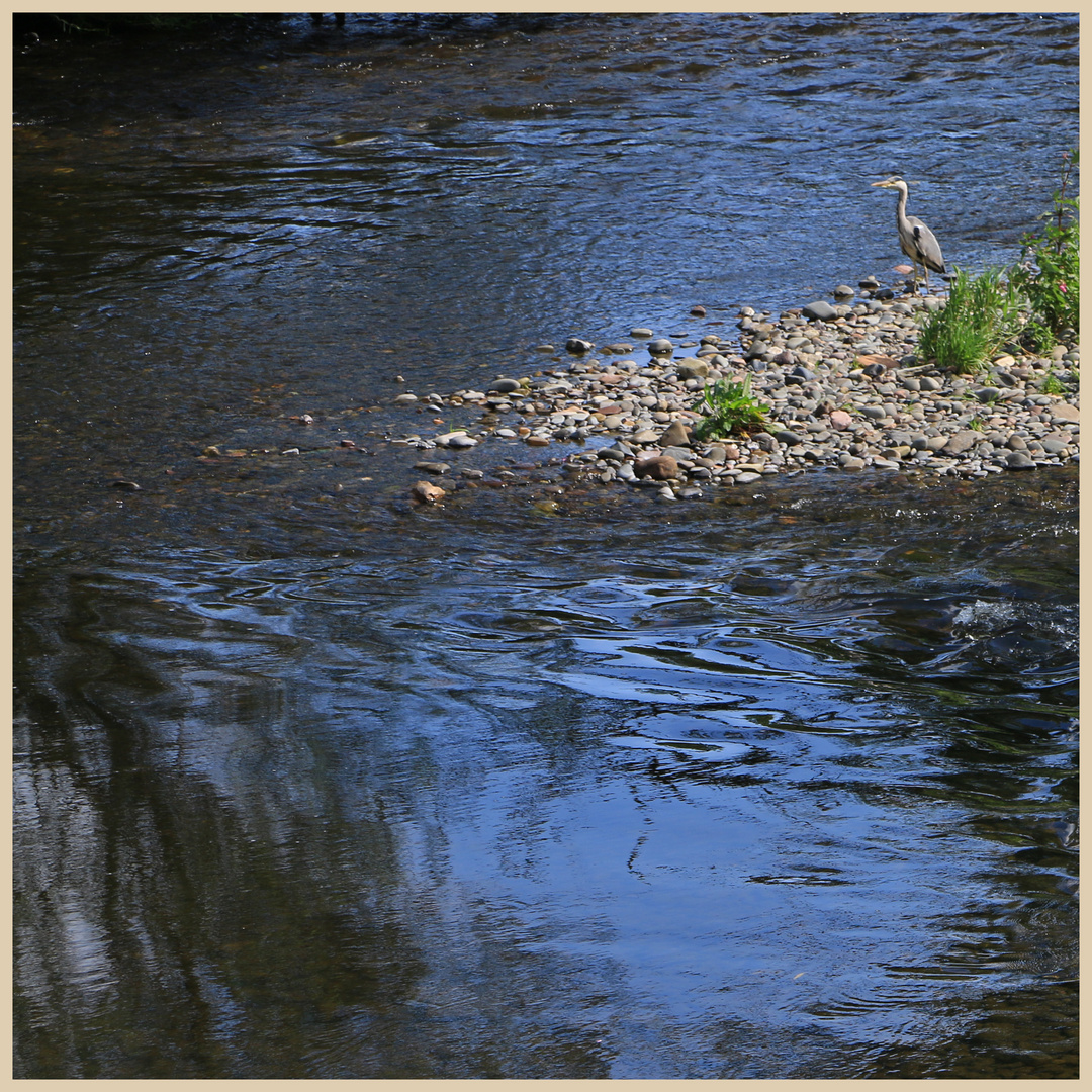 heron near kelso