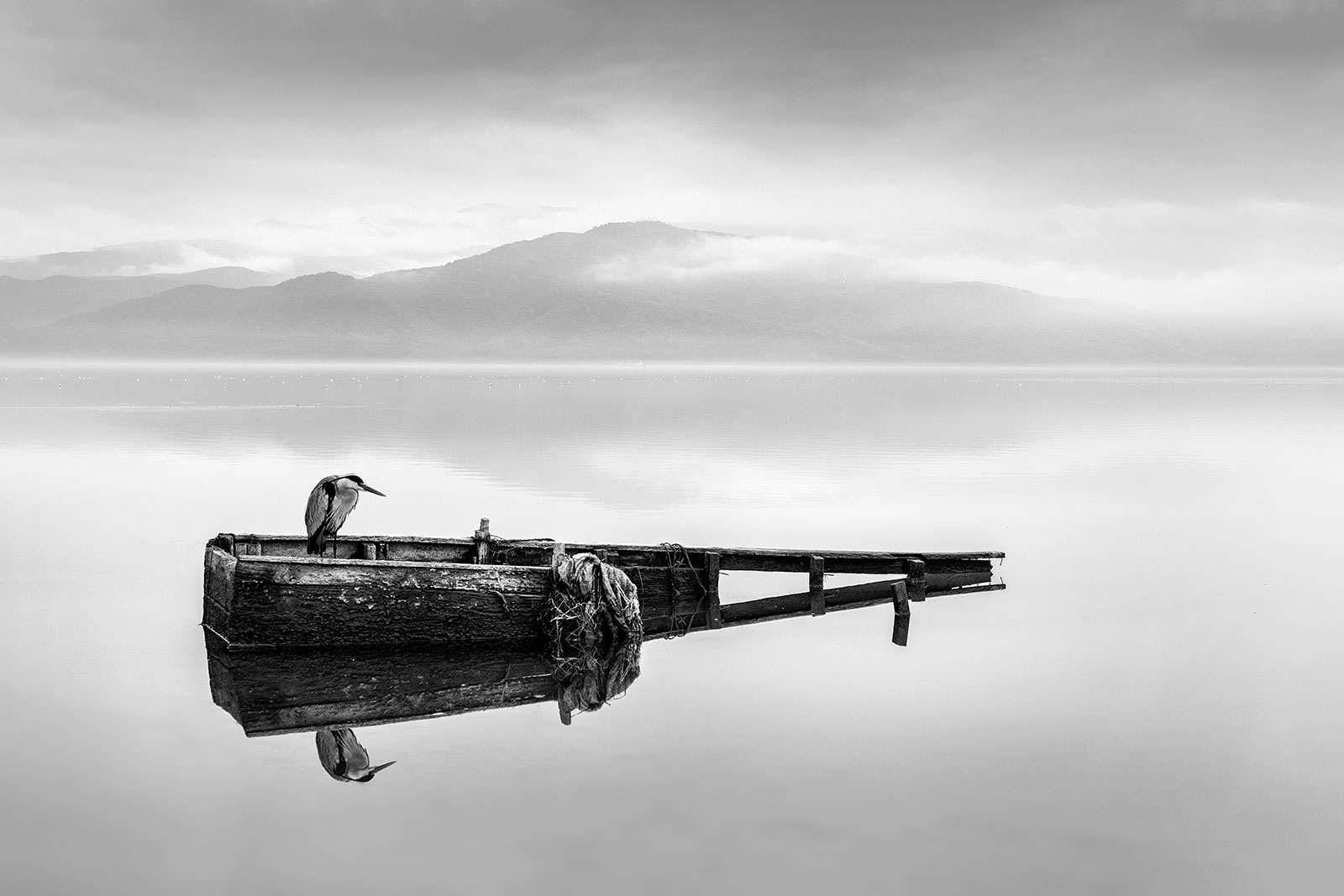 Heron on a Boat