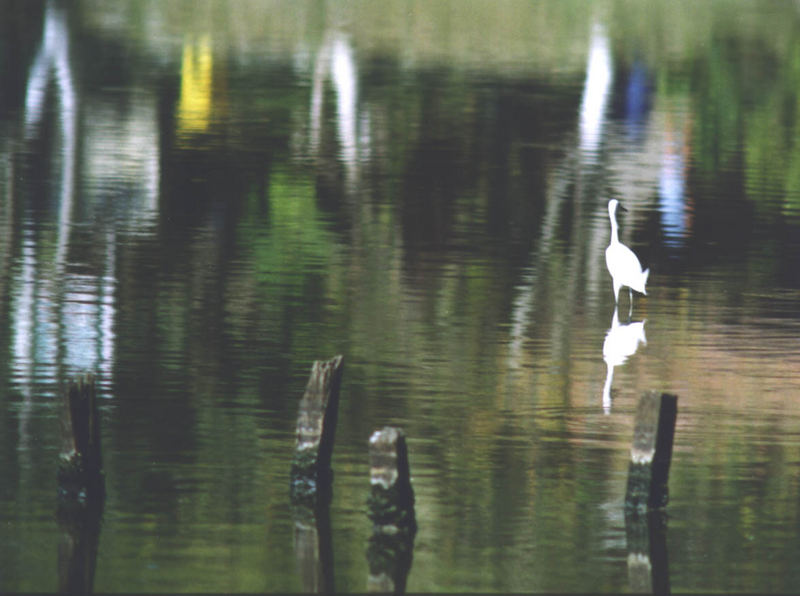 HERON ON LAGOON WATER!