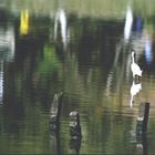 HERON ON LAGOON WATER!