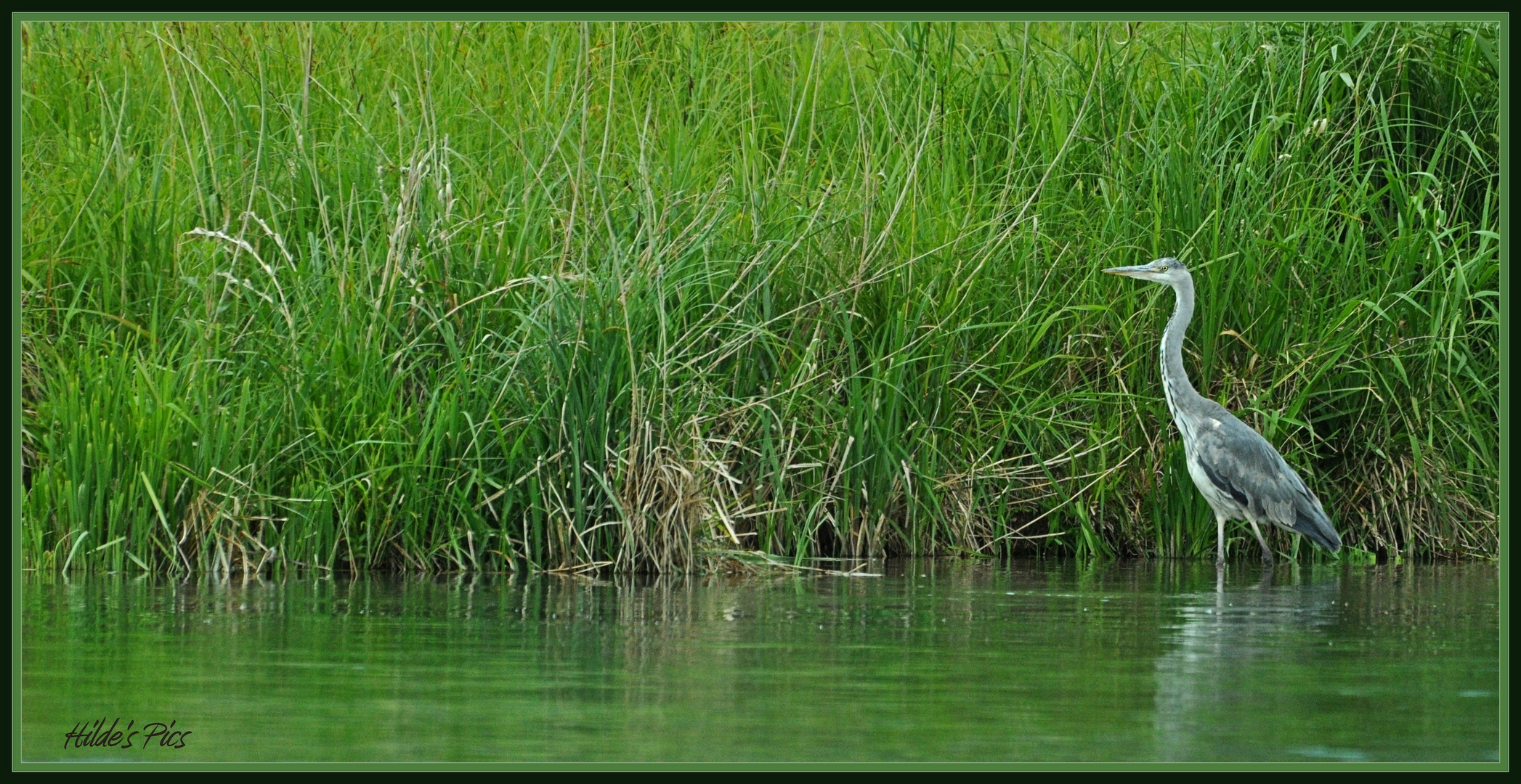 Heron on the Hunt