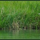 Heron on the Hunt