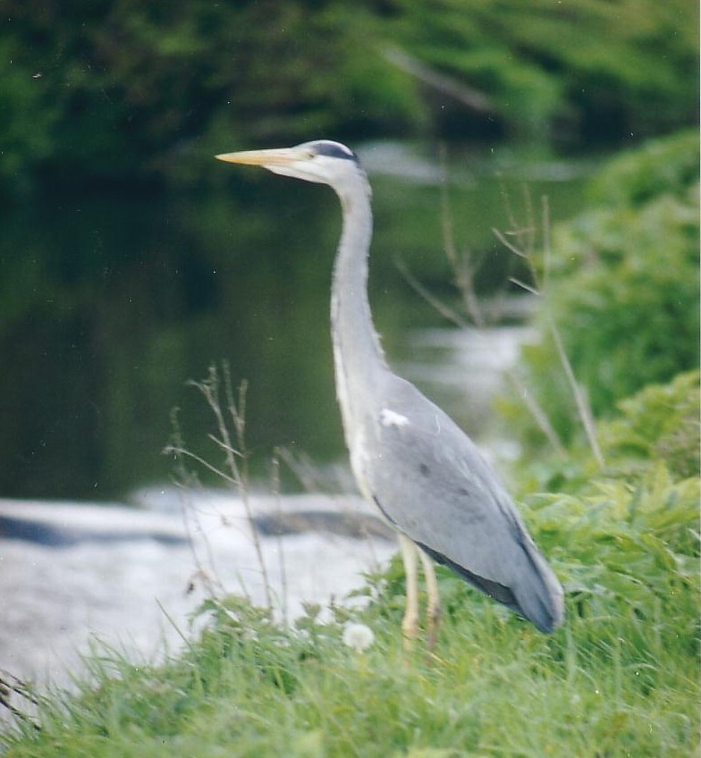 Heron on the hunt