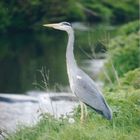 Heron on the hunt