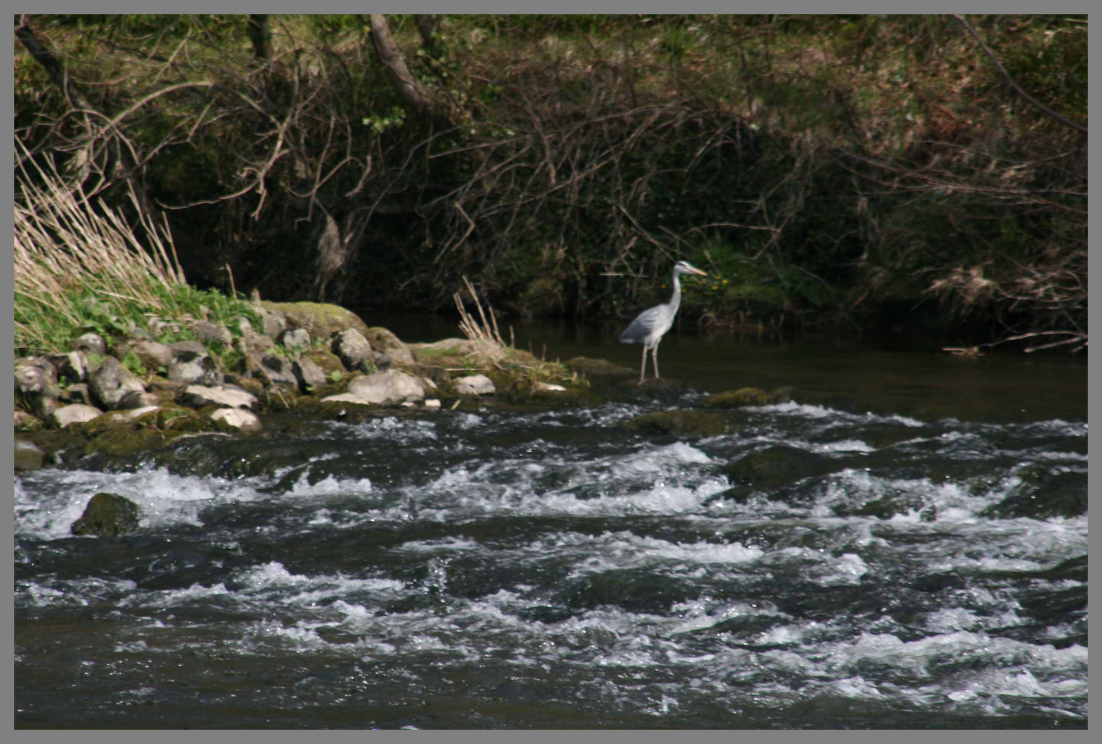 heron on the River Teviot near Roxburgh Scottish borders