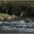 heron on the River Teviot near Roxburgh Scottish borders