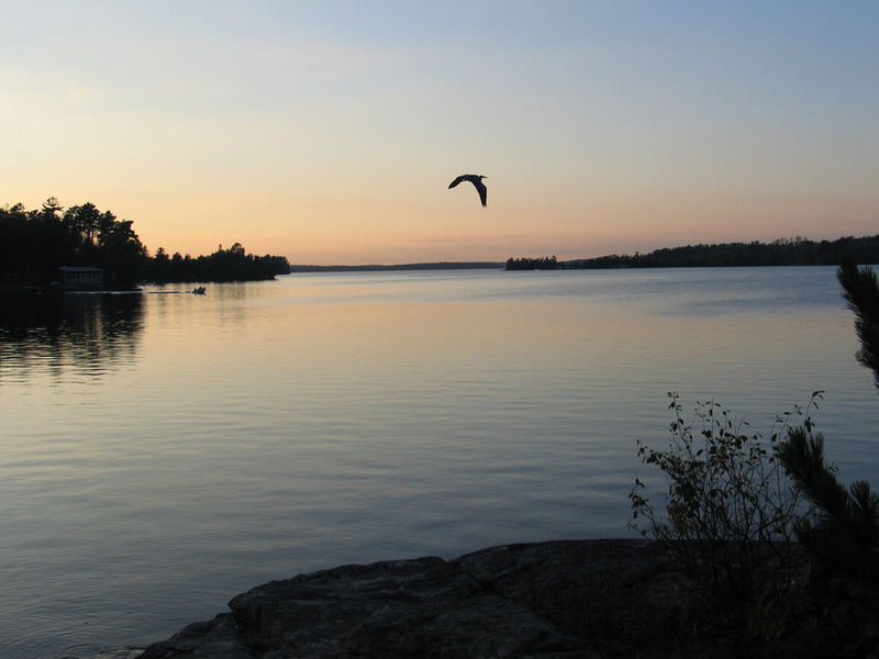 Heron Over Lake Vermillion