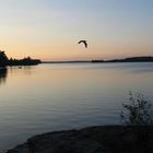 Heron Over Lake Vermillion