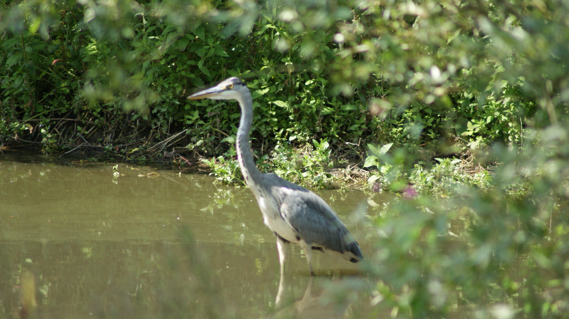 Heron petit patapon