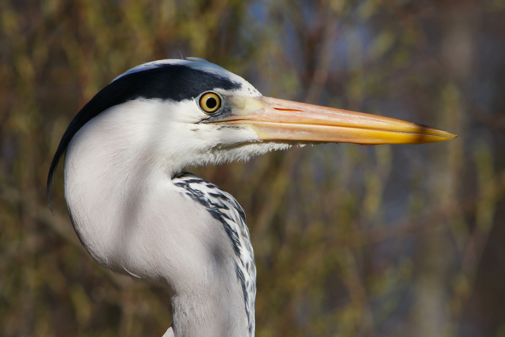 Heron Portrait