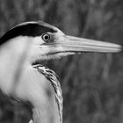 Heron Portrait - BW