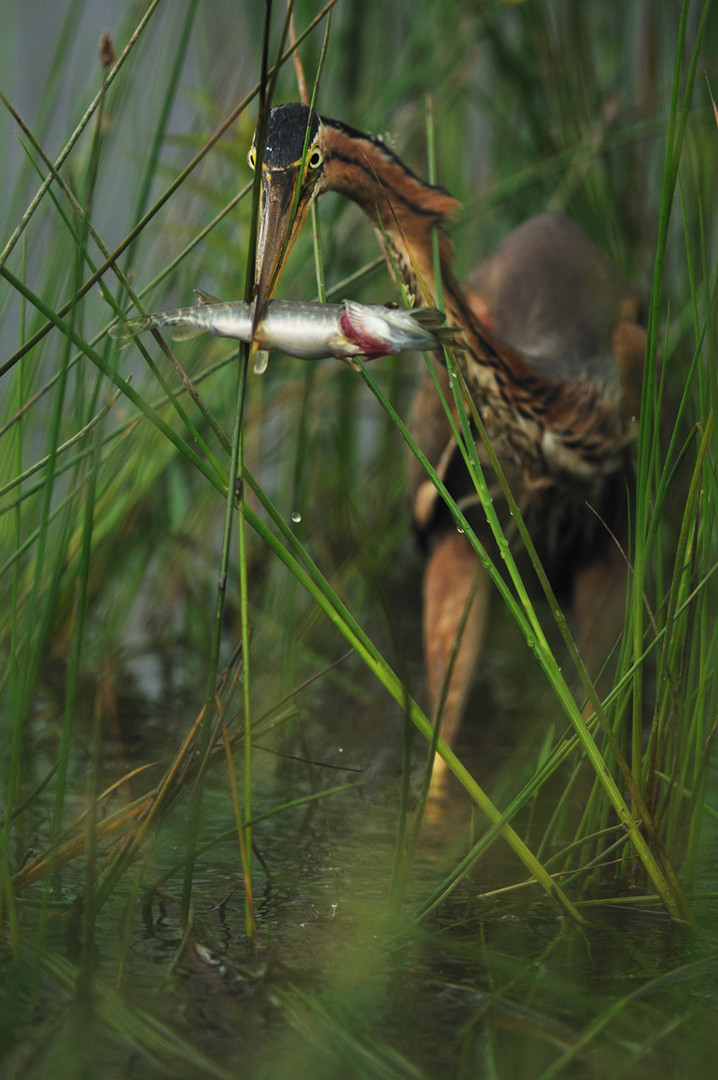 Héron pourpré Een pêche