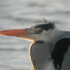 heron profilé