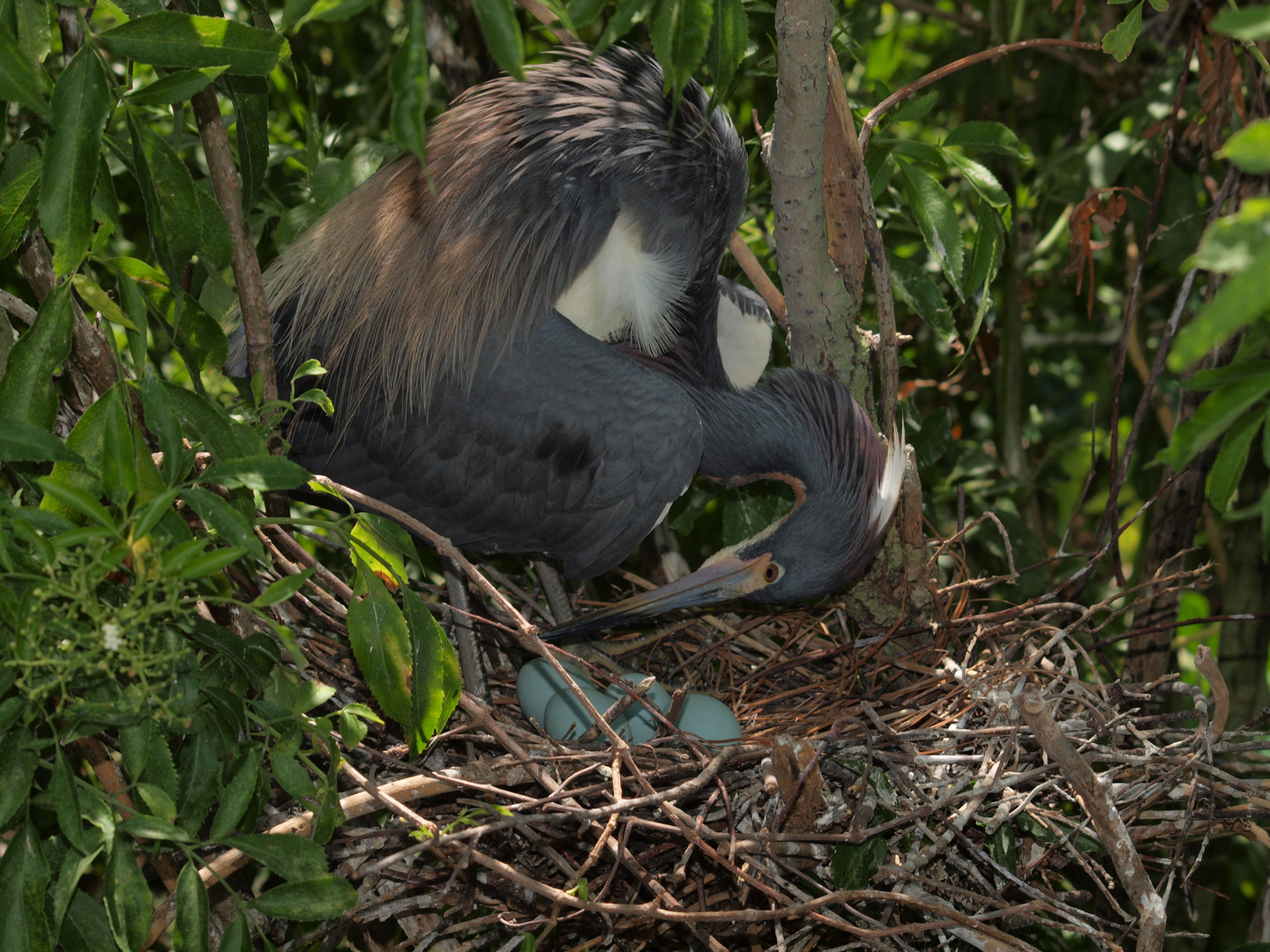 Heron ready to turn eggs.