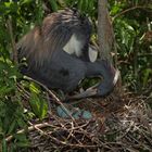 Heron ready to turn eggs.