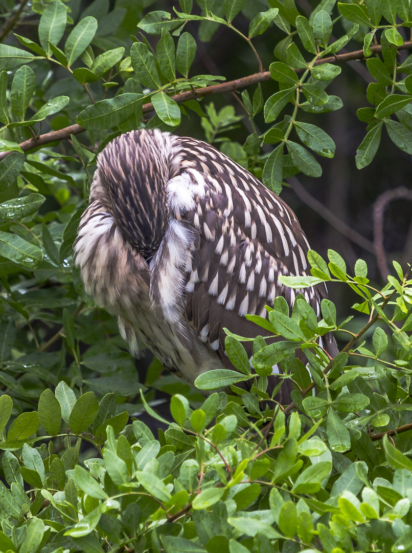 Heron sleep 1