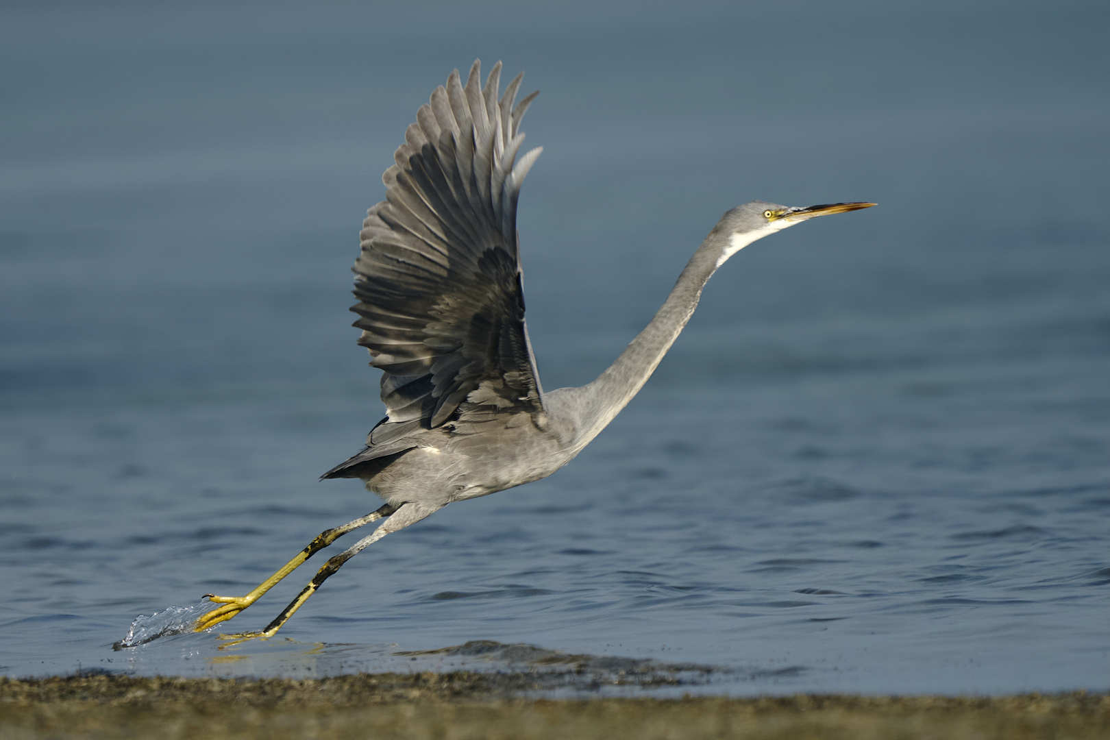 Heron Style 