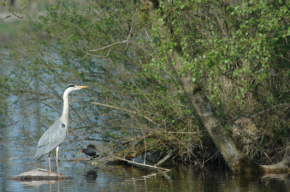 Héron sur le rocher