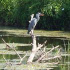 heron sur sa branche