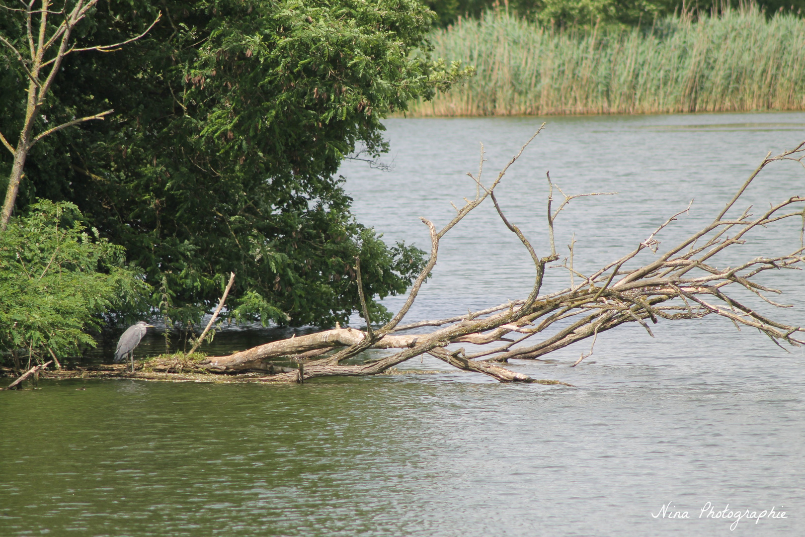 Héron sur sa branche !